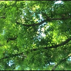 Meet your Posher, Jess